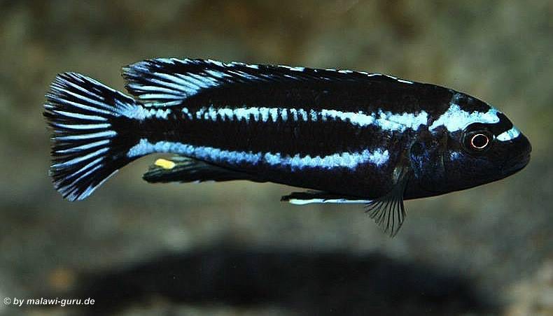 Pseudotropheus johannii 'Gome'